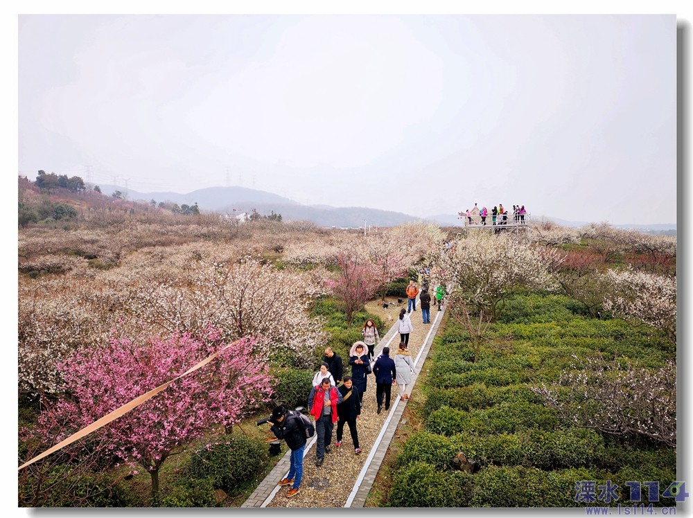 2019年3月3号溧水傅家边精彩活动,赏梅,玩乐,梅花节