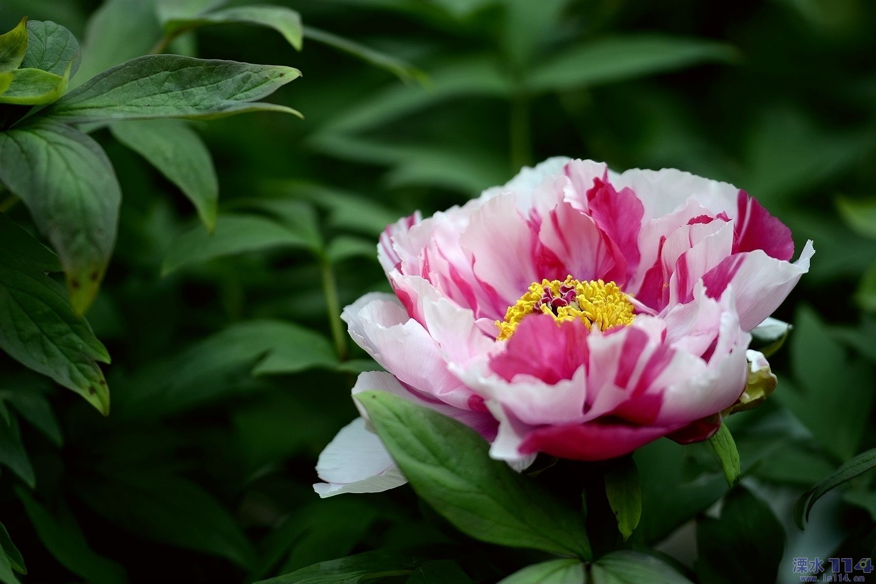 洛阳牡丹季赏花攻略(图1)