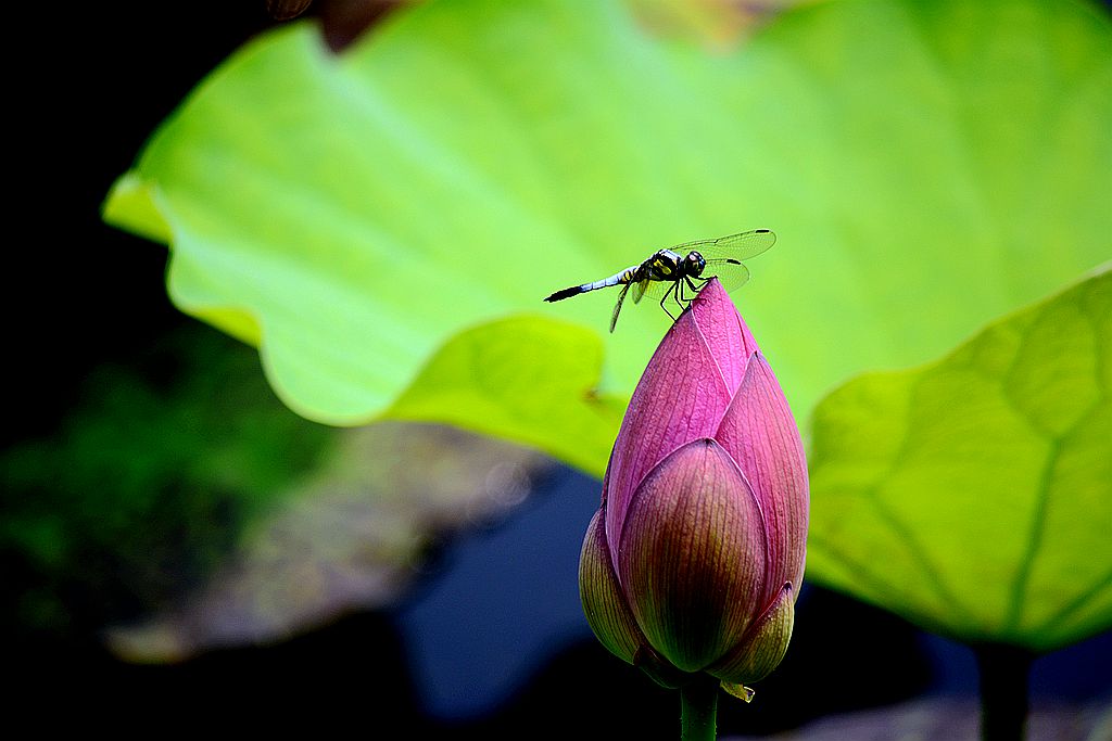 小荷才露尖尖头