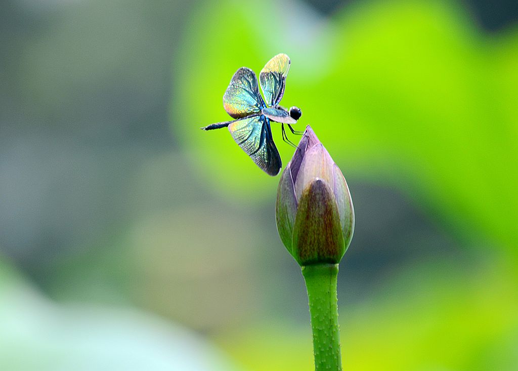 小荷才露尖尖头