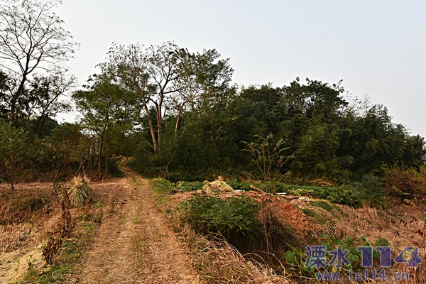 茅山岗