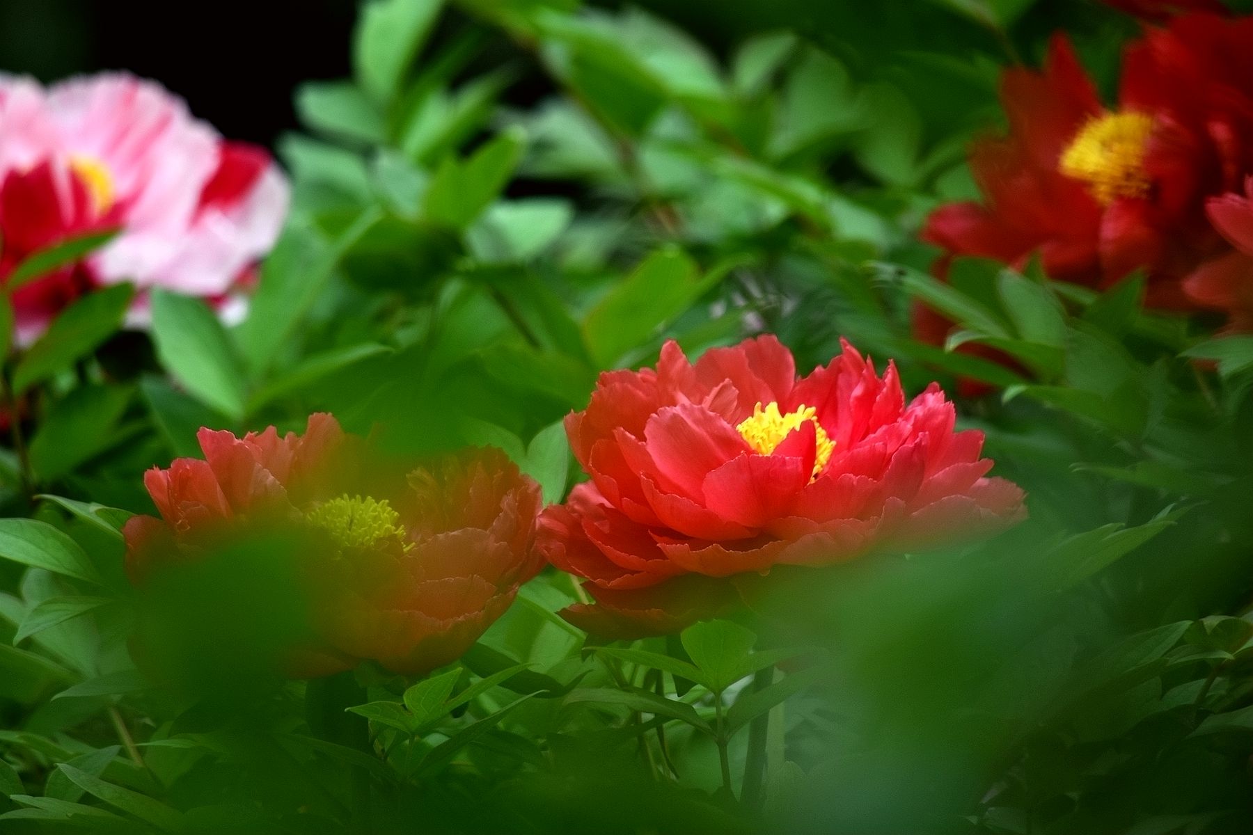 春日随拍富贵牡丹10