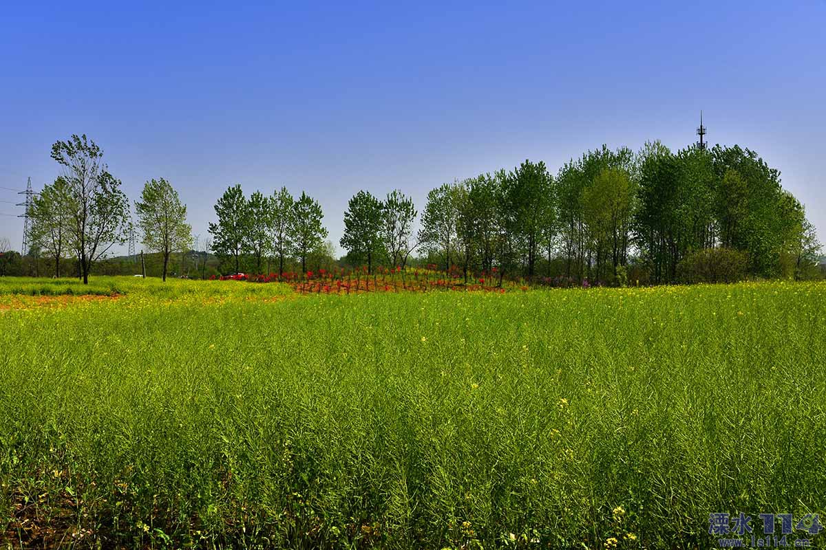 风光摄影春天的田野