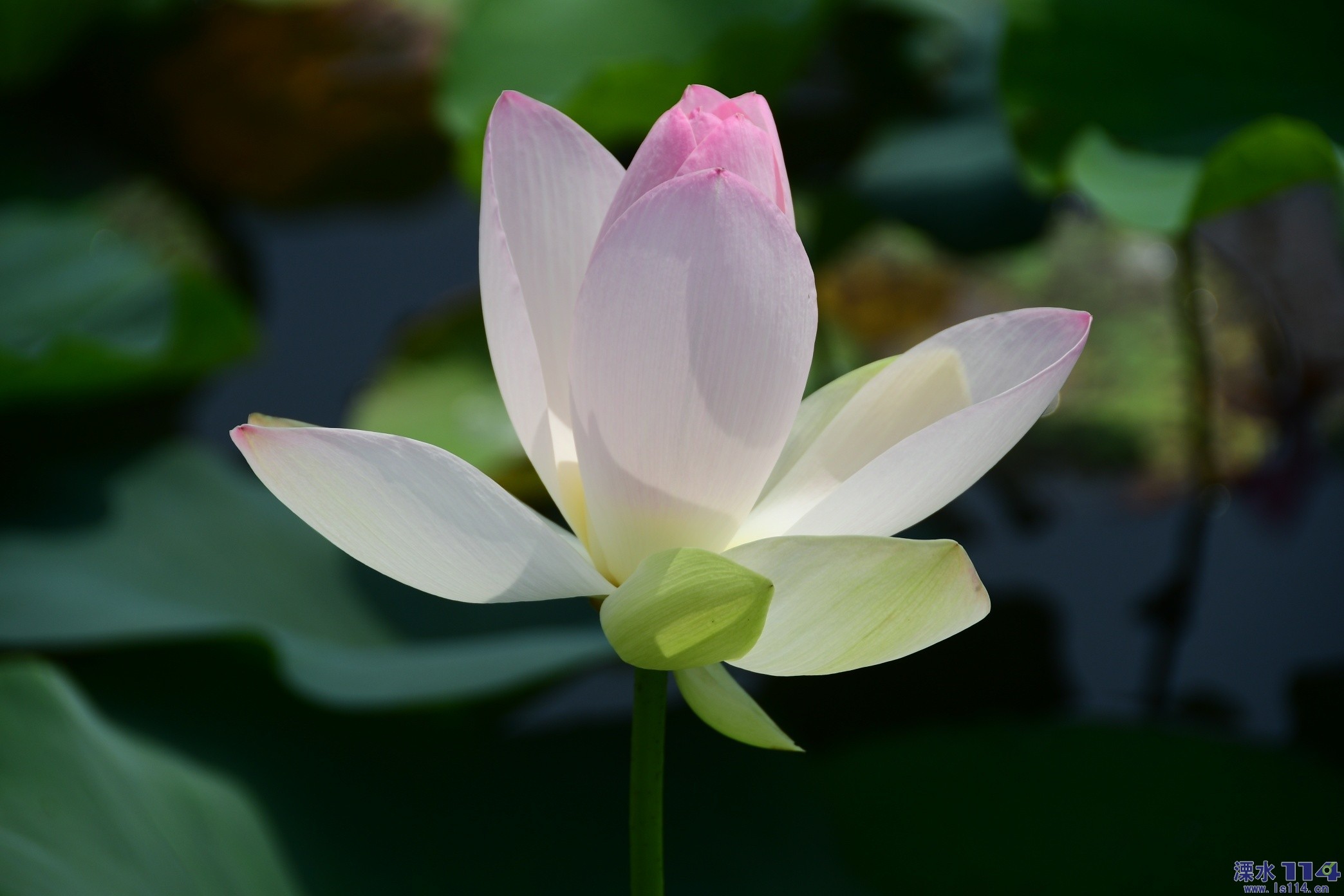 高贵圣洁芙蓉花