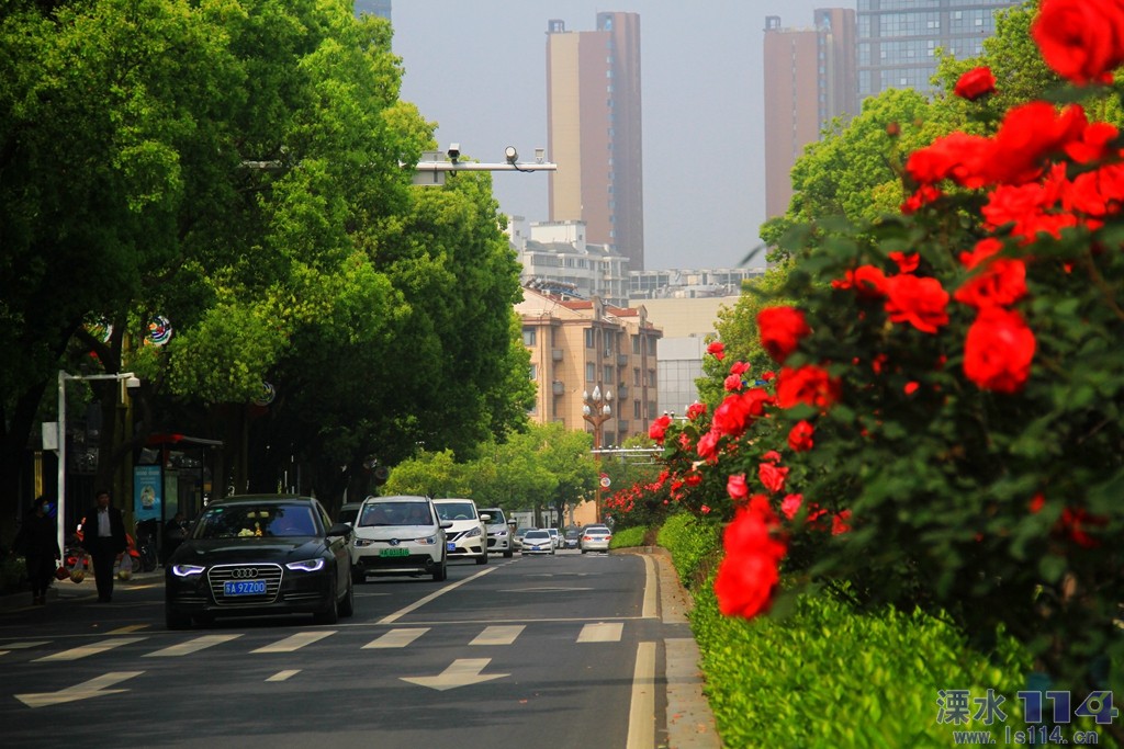 《月季花开交通路》.JPG