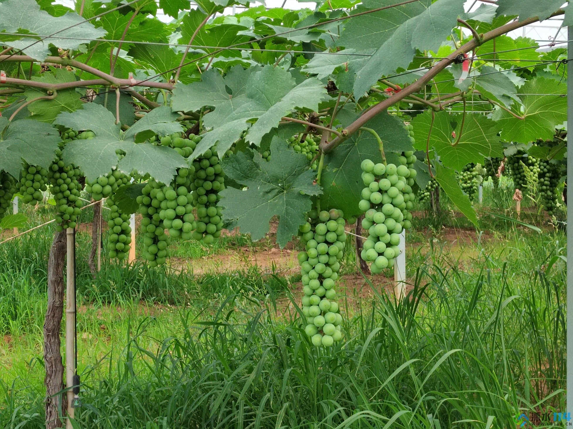半山农场的葡萄熟了