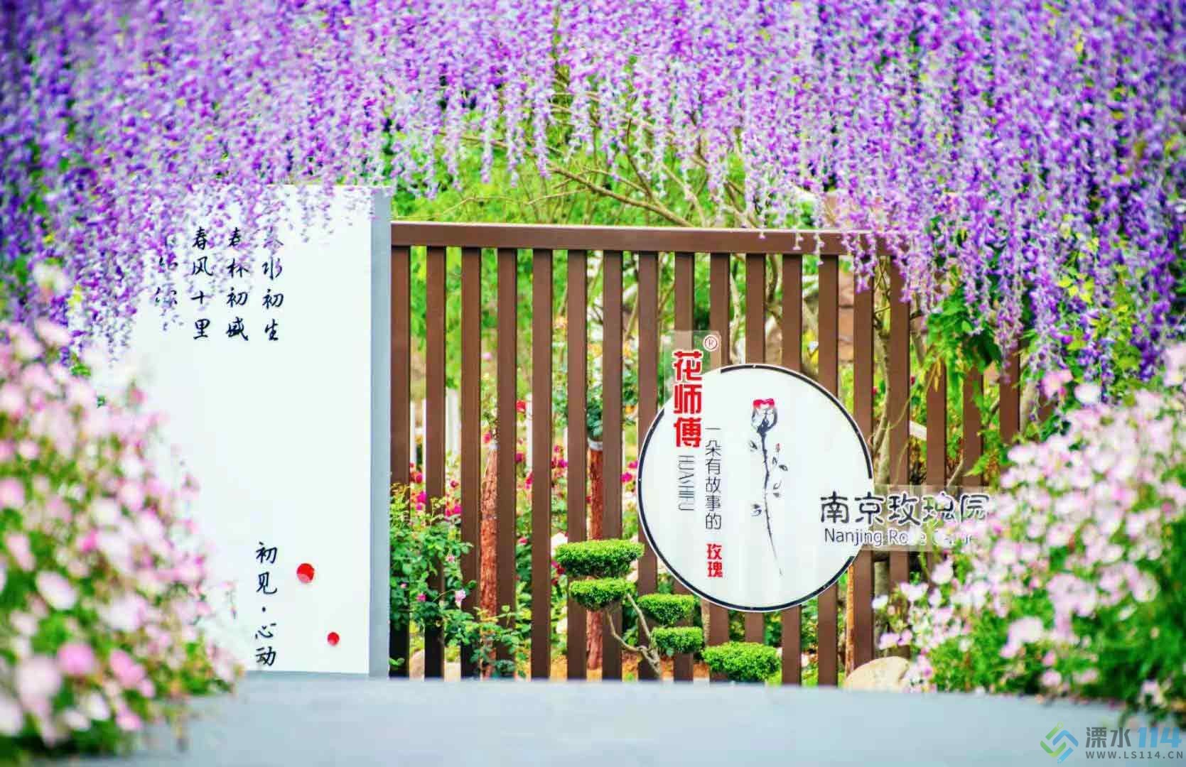 紫藤.jpg