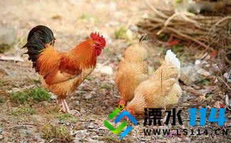 农家养鸡（作者  陈维银）