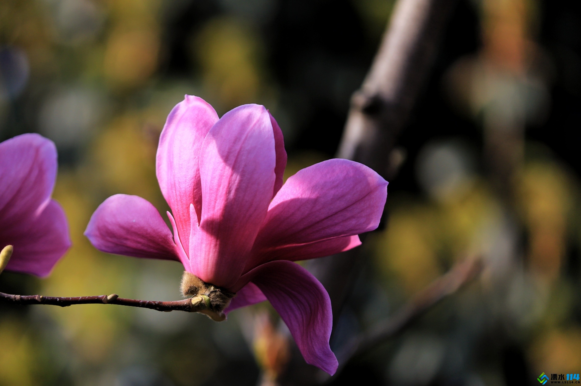 阳春三月，紫玉兰花举着丰盈的花瓣，静静地绽放。