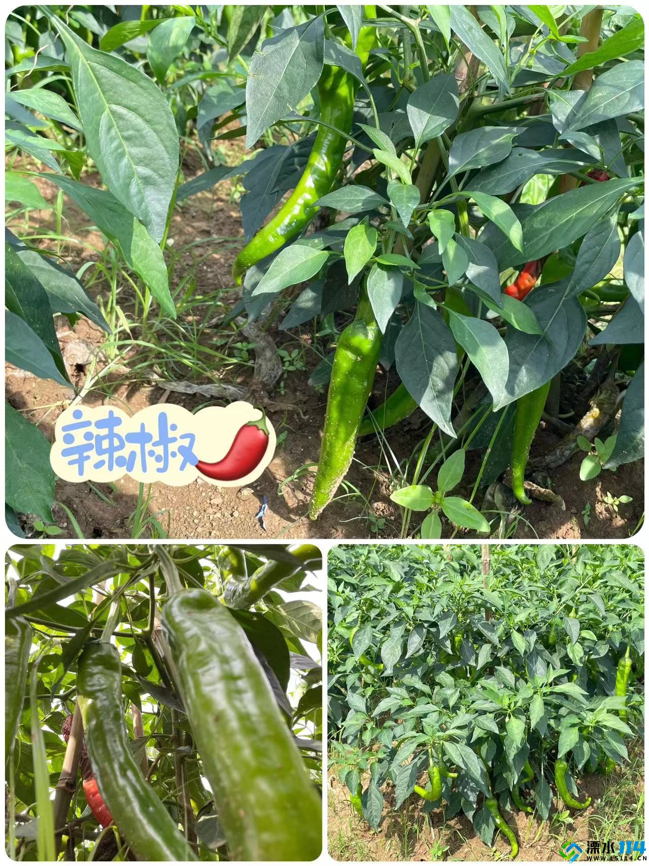 微信图片_202307121423555.jpg